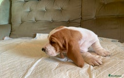 Basset Hound dogs for sale: Basset Hound Puppies - Image 8