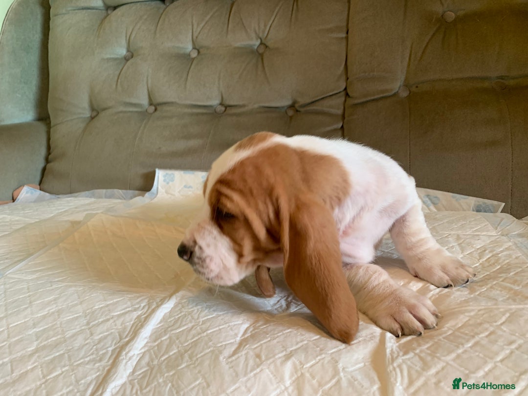 Basset Hound dogs for sale: Basset Hound Puppies - Image 8