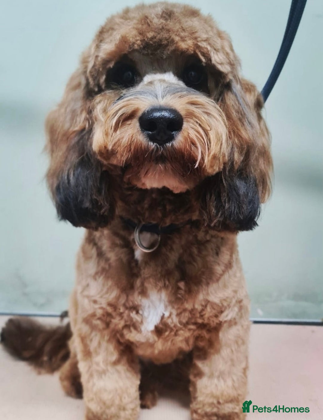 Cockapoo dogs for sale: Beautiful F1b cockapoo puppies due 26/1 - Advert 2