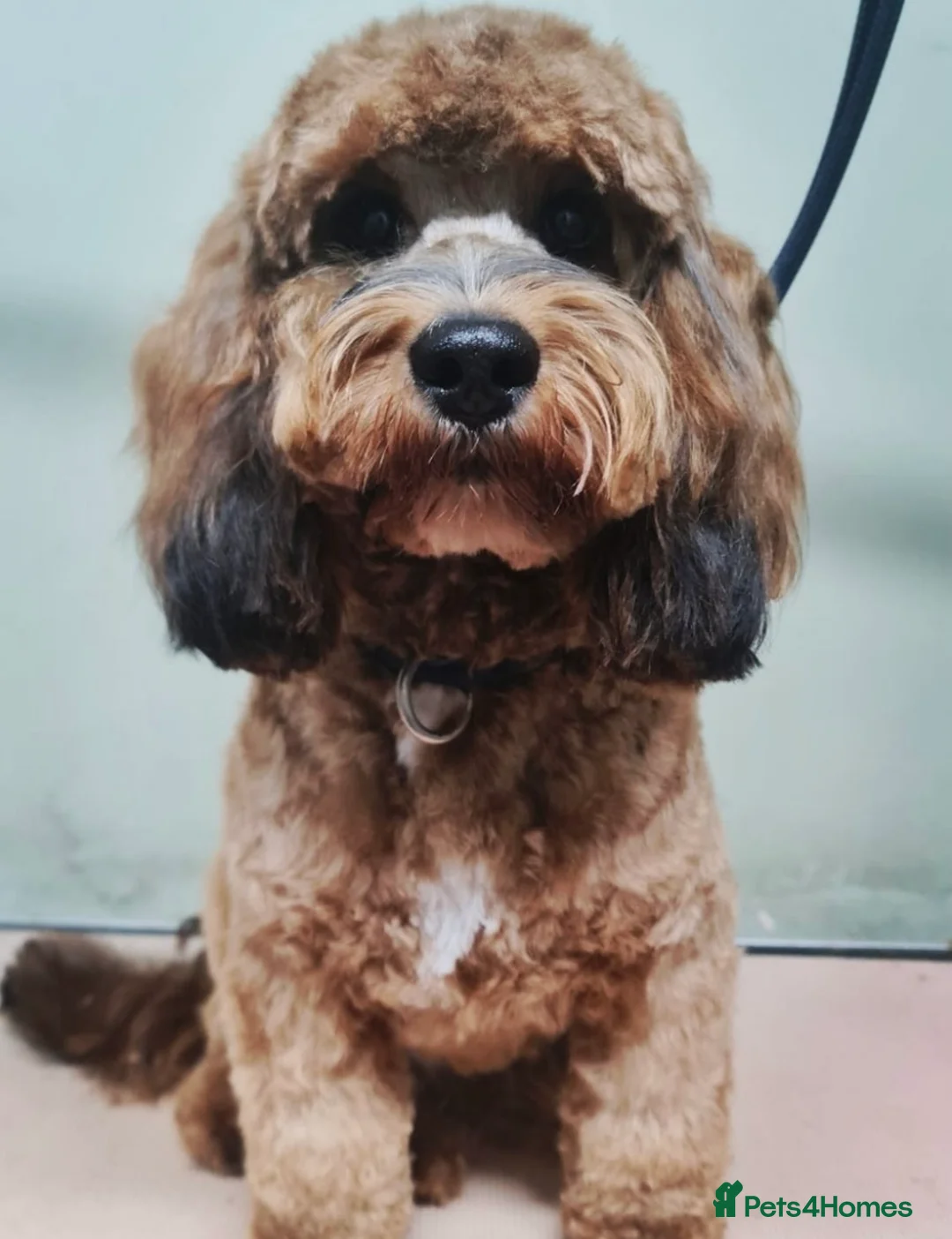 Cockapoo dogs for sale: Beautiful F1b cockapoo puppies due 26/1 - Advert 2