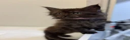 Maine Coon cats for sale: 🖤Beautiful Black Maine Coon Girl 3 Years old🖤 - Advert 2