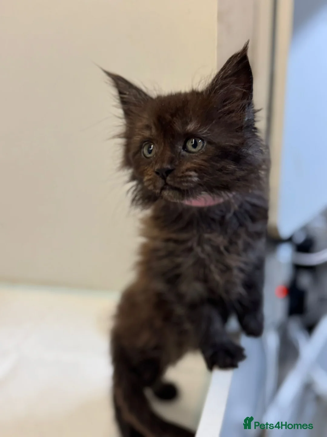 Maine Coon cats for sale: 🖤Beautiful Black Maine Coon Girl 3 Years old🖤 - Advert 2
