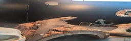 Bearded Dragon reptiles for sale: Male Hypo Zero Bearded Dragon & full set up. - Advert 5
