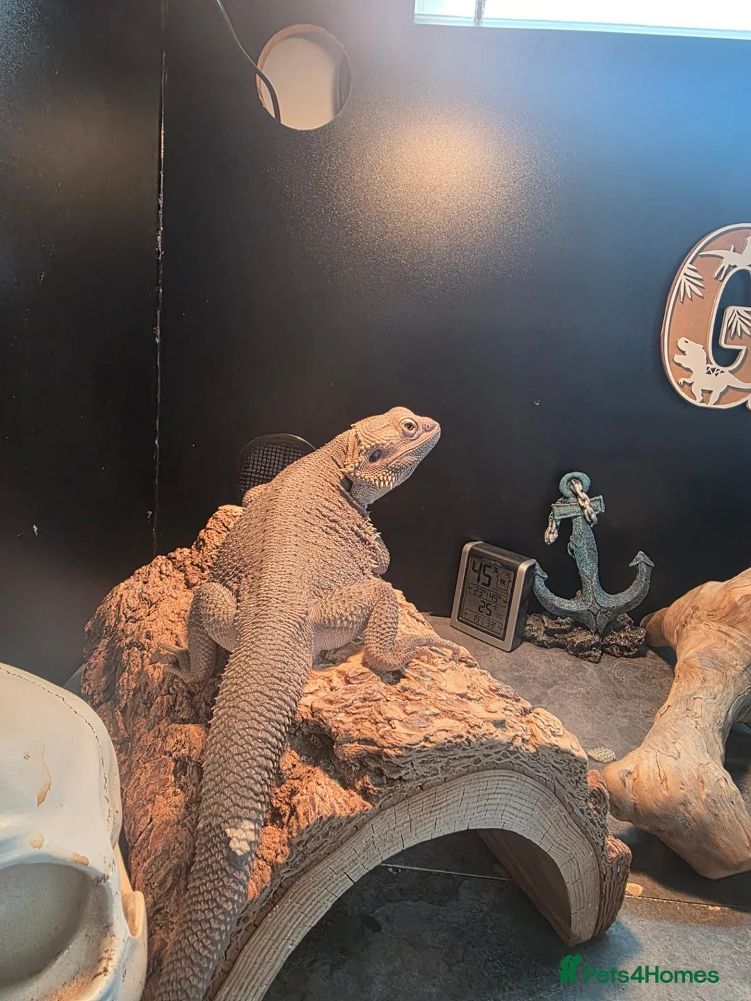 Bearded Dragon reptiles for sale: Male Hypo Zero Bearded Dragon & full set up. - Advert 5