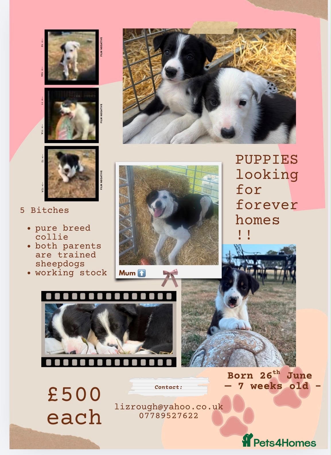 Border Collie dogs Fantastic bitch border collies  - Advert 1
