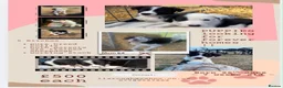 Border Collie dogs for sale: Fantastic bitch border collies  in Alresford - Advert 1