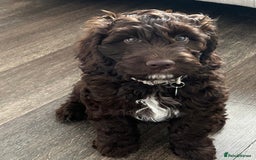 Mixed Breed dogs for sale: Loveable Cockapoo puppy  - Advert 5