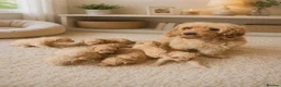 Cavapoo dogs for sale: Beautiful Cavapoo Puppies – 4 Girls & 4 Boys  - Advert 1