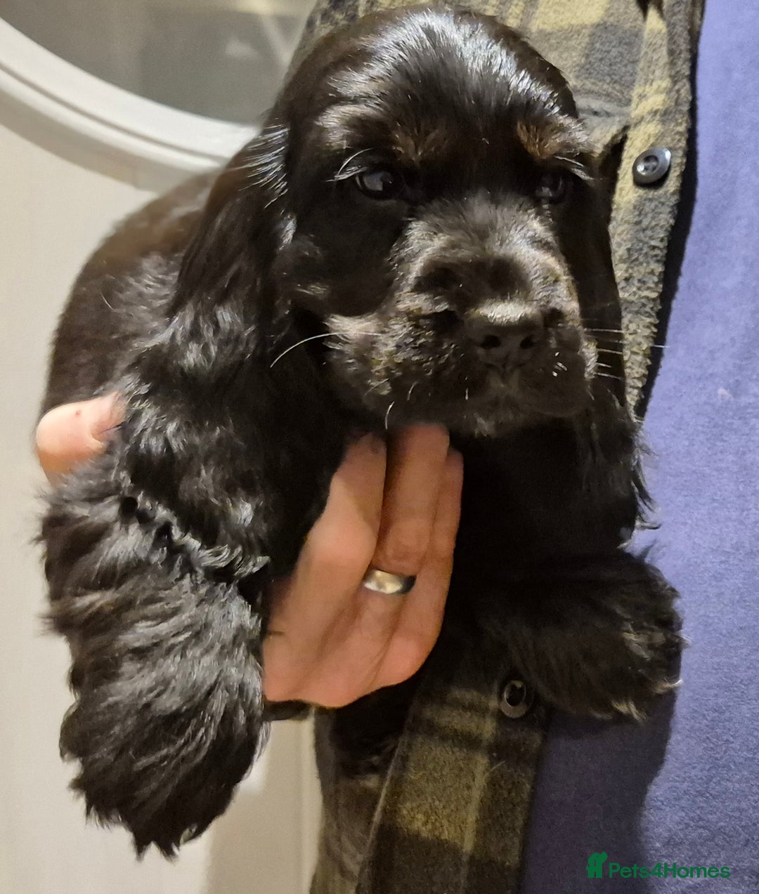 Cocker Spaniel dogs for sale: 2 stunning Cocker Spaniel bitch puppies available - Advert 11