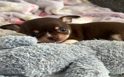 Chihuahua dogs for sale: Chocolate parti chihuahua puppys - Image 18