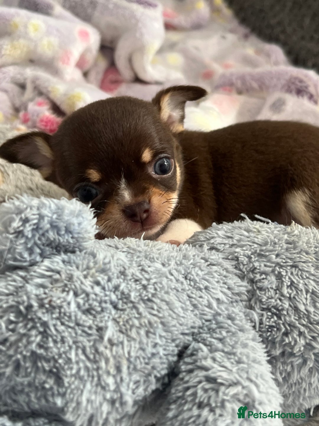 Chihuahua dogs for sale: Chocolate parti chihuahua puppys - Image 18