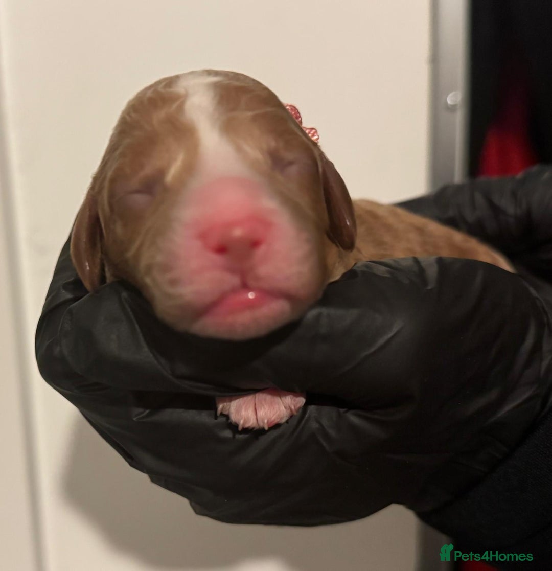 Cockapoo dogs for sale: 🐾 Beautiful Red Cockapoo Puppies 🐾 - Advert 6