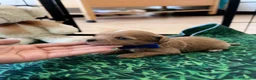 Maltipoo dogs for sale: Asian Maltipo Puppies XS Teddy Bear Faces Expected - Advert 13