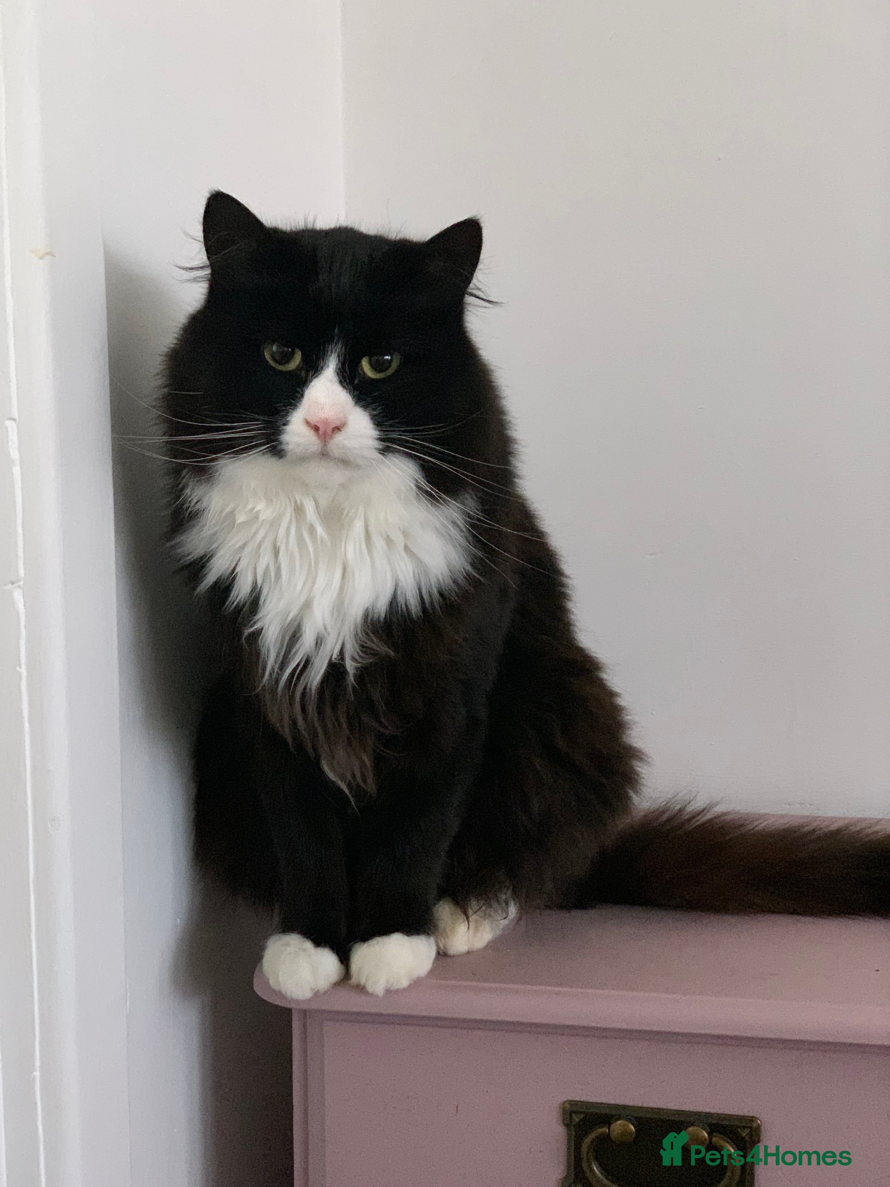 Mixed Breed cats Felix and Spike  - Advert 2