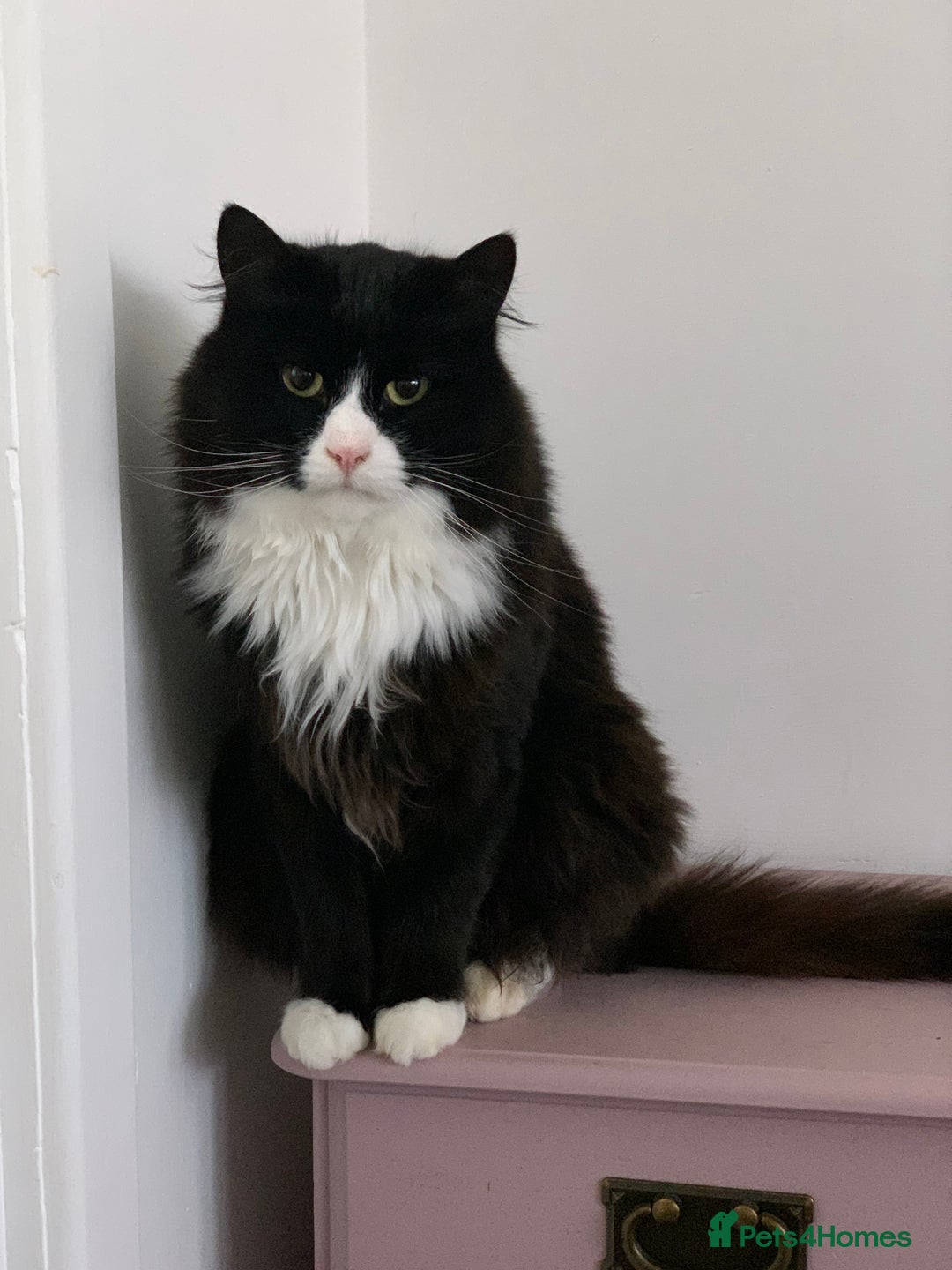 Mixed Breed cats for sale: Felix and Spike  - Advert 1