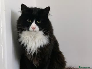 Mixed Breed cats Felix and Spike - Advert 2