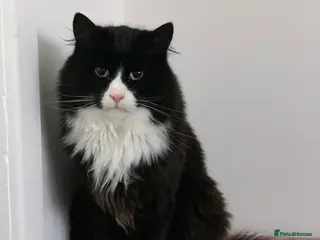 Mixed Breed cats Felix and Spike - Advert 2