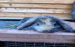 Mini Lop rabbits for sale: 2 beautiful baby girl bunnies - Image 4