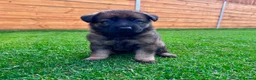 German Shepherd dogs for sale: KC Registered German Shepard Puppies 🐾🐾🐾 - Advert 12