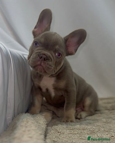 French Bulldog dogs 💕🐾 Stunning French bulldogs 🐾💕 - Advert 13