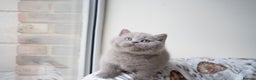 British Shorthair cats for sale: Two lovely boys left  - Advert 6