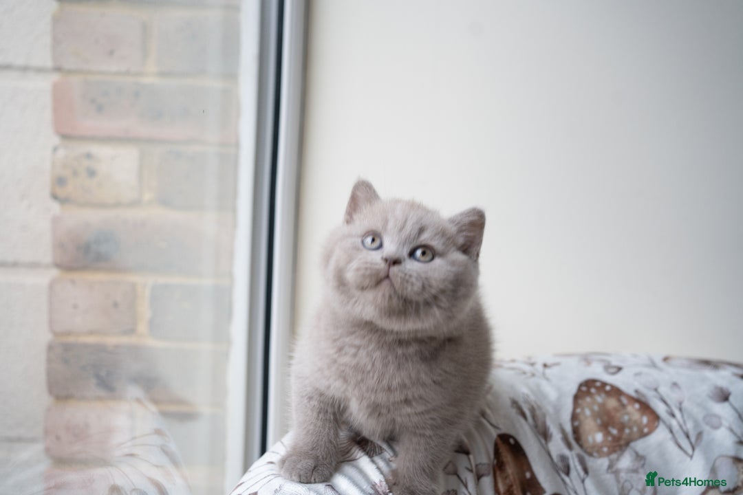 British Shorthair cats for sale: Two lovely boys left  - Advert 6