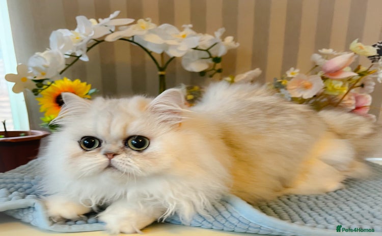 Persian cats Beautiful Chinchilla Persian Kittens*** - Advert 4