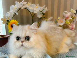 Persian cats for sale: Beautiful Chinchilla Persian Kittens*** - Advert 1