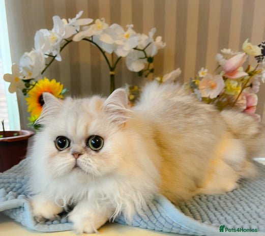 Persian cats Beautiful Chinchilla Persian Kittens*** - Advert 4