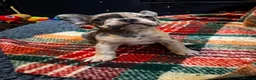 French Bulldog dogs for sale: Beautiful French Bulldog Puppies – 6 Available  in Dumfries - Advert 7