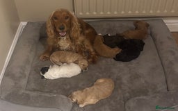 Cockapoo dogs for sale: Stunning F1 Cockapoos from H/Tested KC Parents!! - Image 6