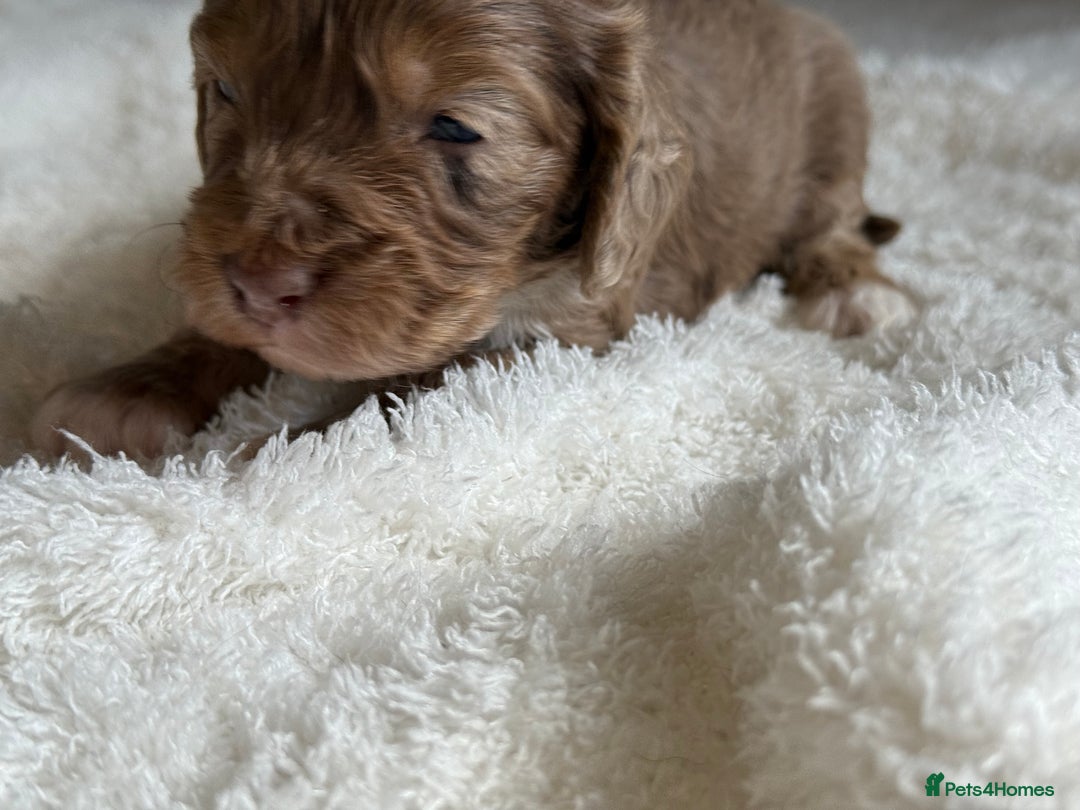 Cockapoo dogs for sale: Choc Merle F1 Cockapoo are back  - Image 3