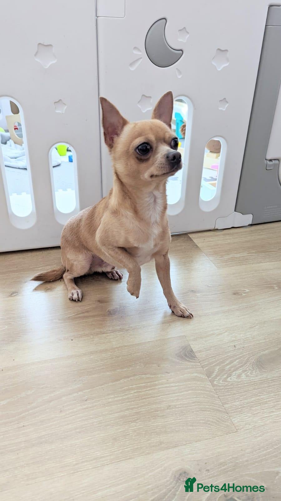 Chihuahua dogs Milo (KC Reg Chihuahua) - FOR STUD  - Advert 8