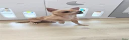 Chihuahua dogs for stud: Milo - FOR STUD Only - (KC Reg Chihuahua) - Advert 1