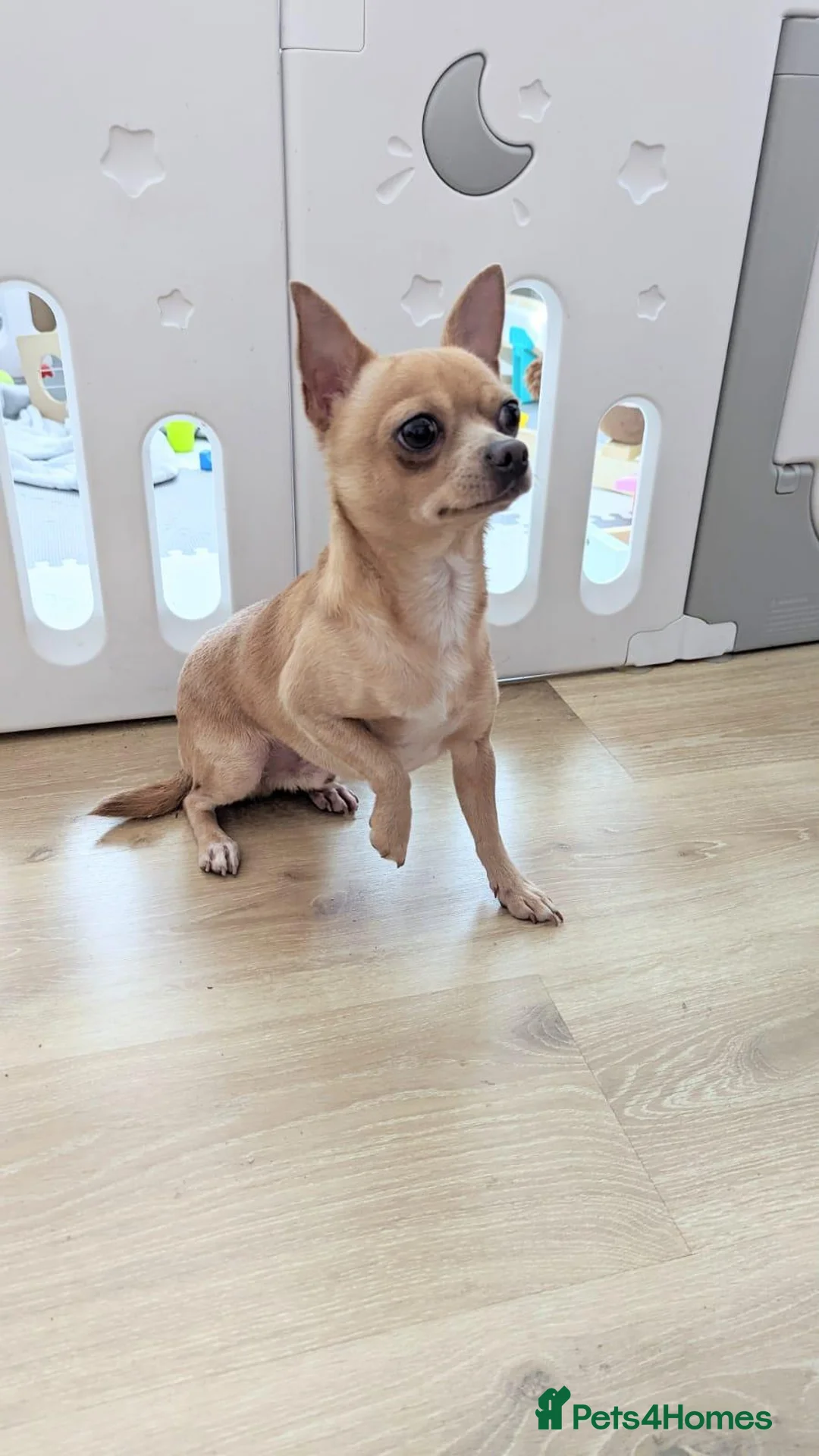 Chihuahua dogs for stud: Milo - FOR STUD Only - (KC Reg Chihuahua) - Advert 1