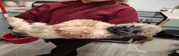 Shih Tzu dogs for sale: Shih tzu  - Advert 2