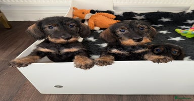 Dachshund dogs 🩷💙Stunning KC Wire haired Dachshunds🩷💙 - Advert 3