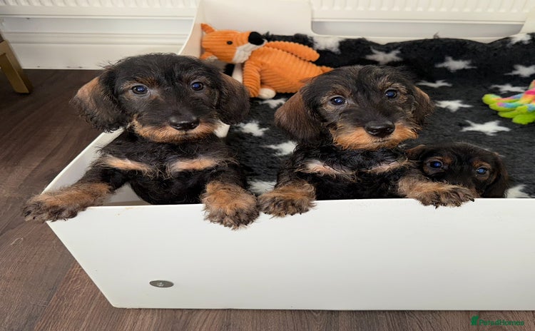 Dachshund dogs 🩷💙Stunning KC Wire haired Dachshunds🩷💙 - Advert 9