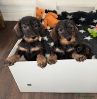 Dachshund dogs 🩷💙Stunning KC Wire haired Dachshunds🩷💙 - Advert 3