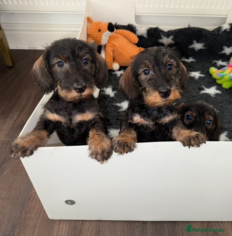 Dachshund dogs 🩷💙Stunning KC Wire haired Dachshunds🩷💙 - Advert 9