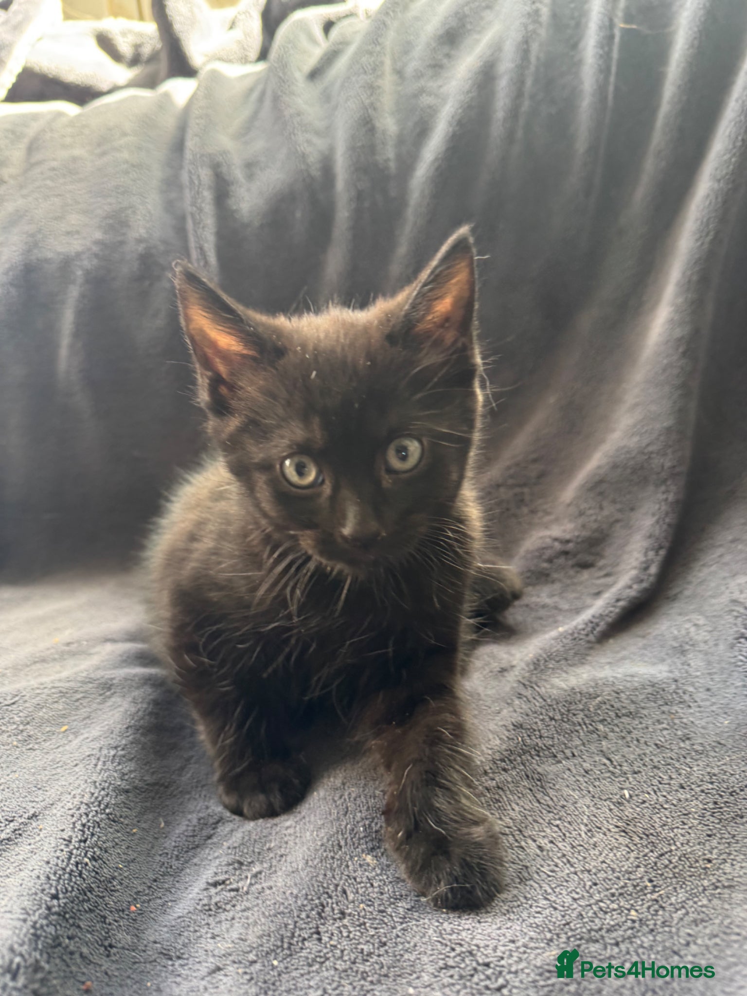 British Longhair cats Fluffy kittens  - Advert 1