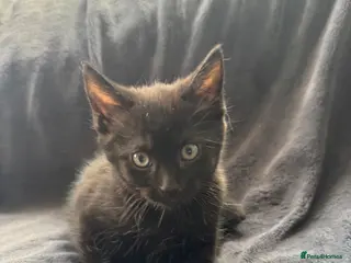 British Longhair cats for sale: Fluffy kittens - Advert 2