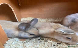Mini Lop rabbits for sale: Mini lop bunnies  - Image 6
