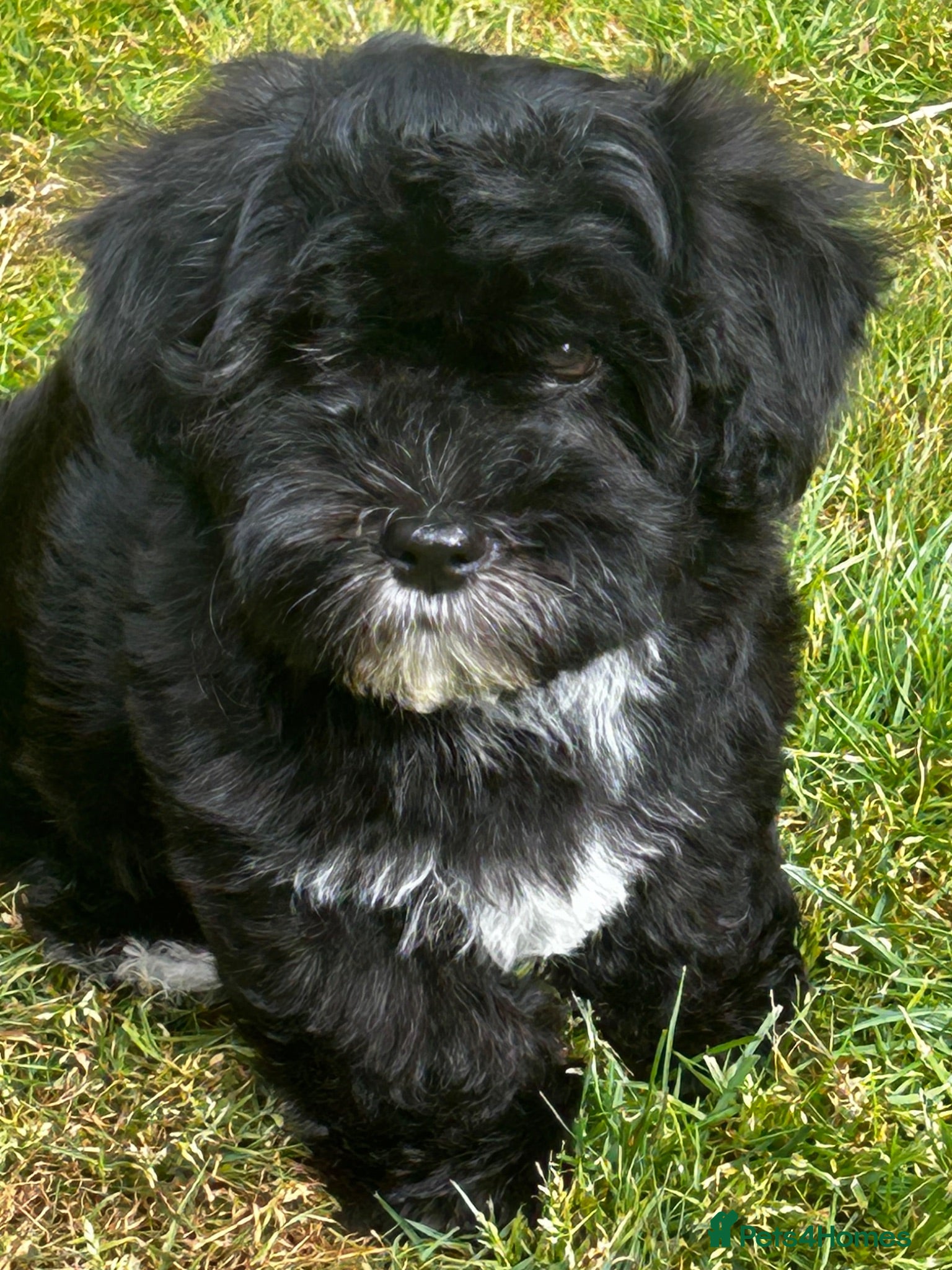 Havanese dogs 8 Exceptional colours KC reg Havanese puppies  - Advert 1