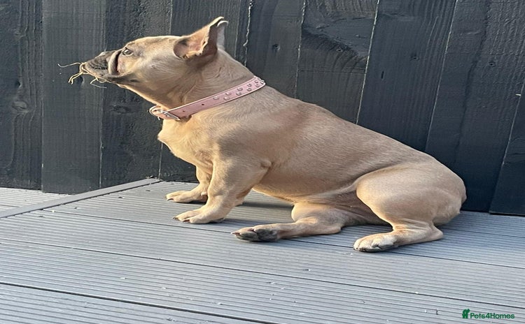 French Bulldog dogs - Advert 10