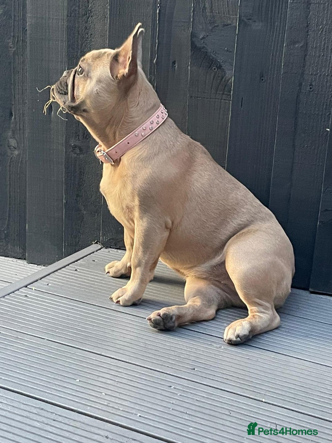 French Bulldog dogs for sale: 7 month old frenchie  - Image 1