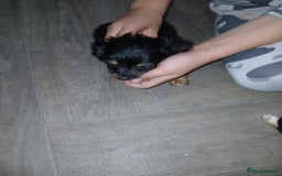 Mixed Breed dogs for sale: Chalky pups - Image 2