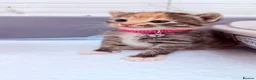 Bengal cats for sale: 🩶Ragamuffin crossed Bengal kittens🩶 - Advert 15