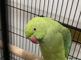 Ringnecks birds Indian Ringnecks - Advert 2