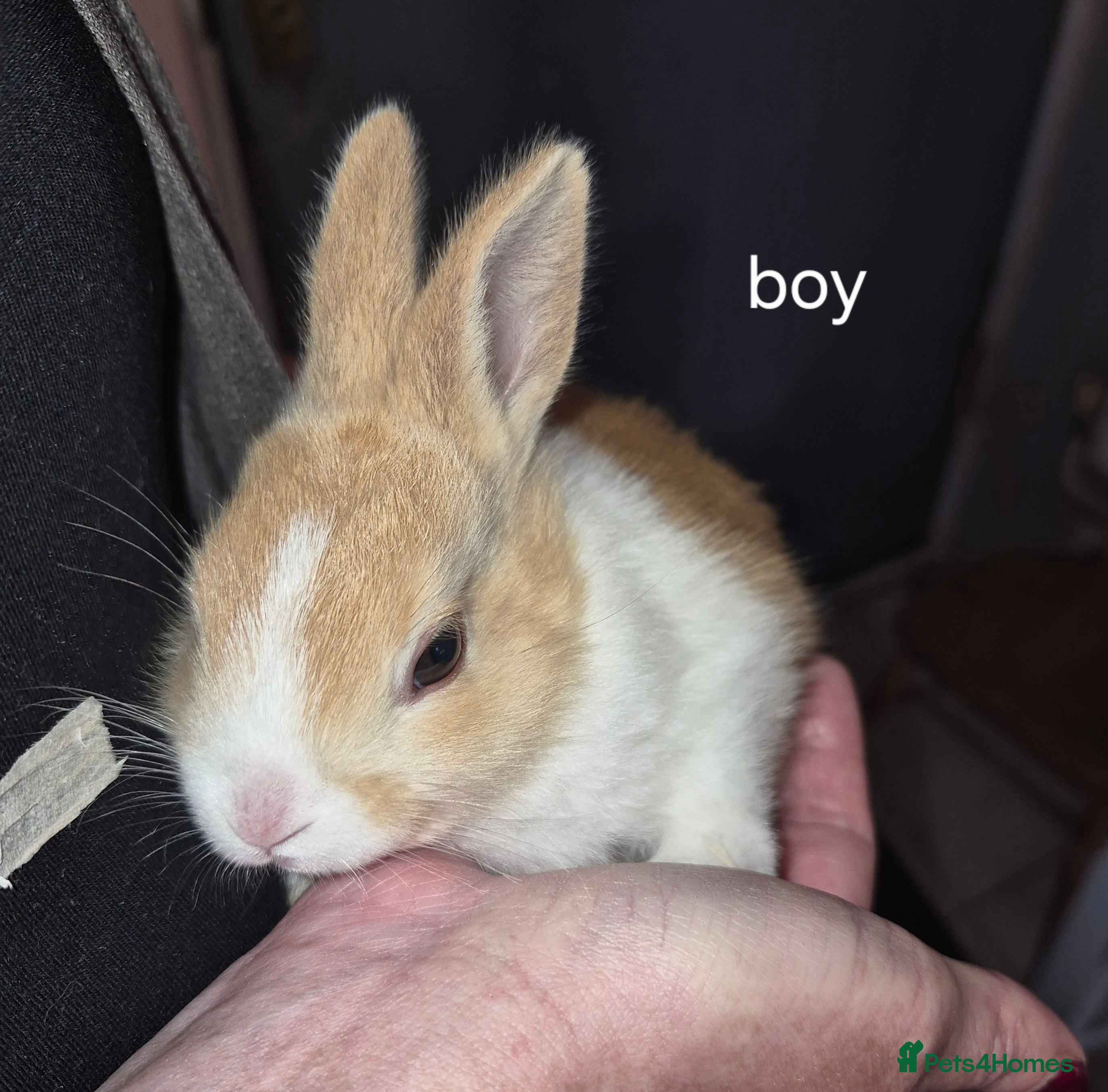 Dutch rabbits Dutch rabbits - Advert 7